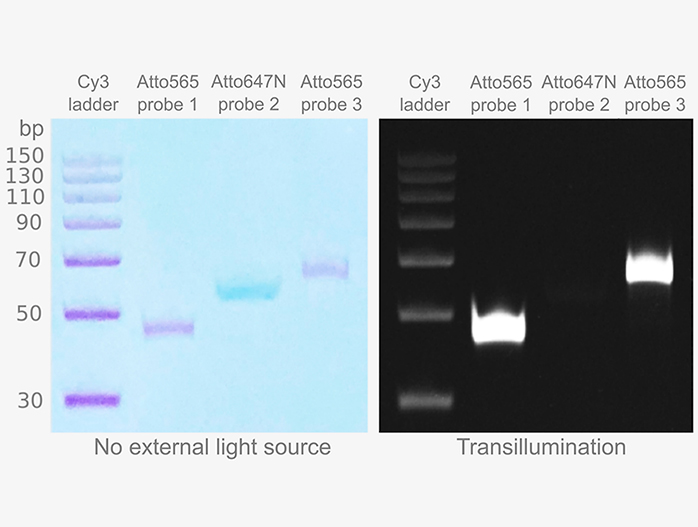 ssDNA Fluorescent Ladder